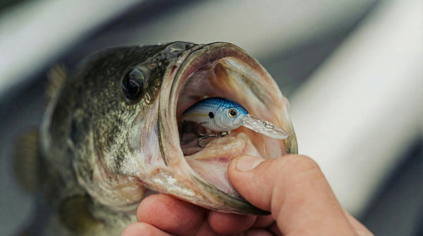 Skinny Bear Tiny Crank 1.75